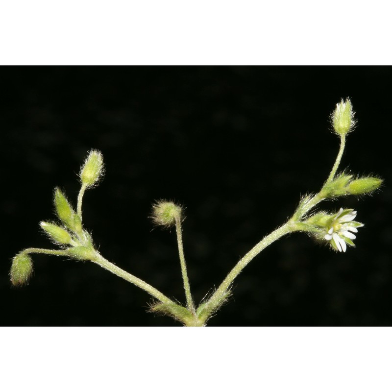 cerastium tenoreanum ser.