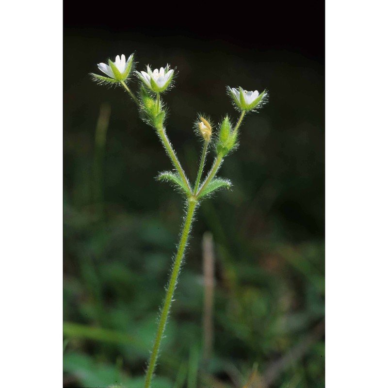 cerastium tenoreanum ser.