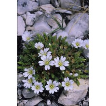 cerastium thomasii ten.