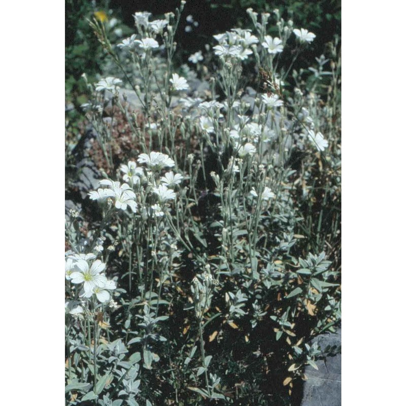 cerastium tomentosum l.