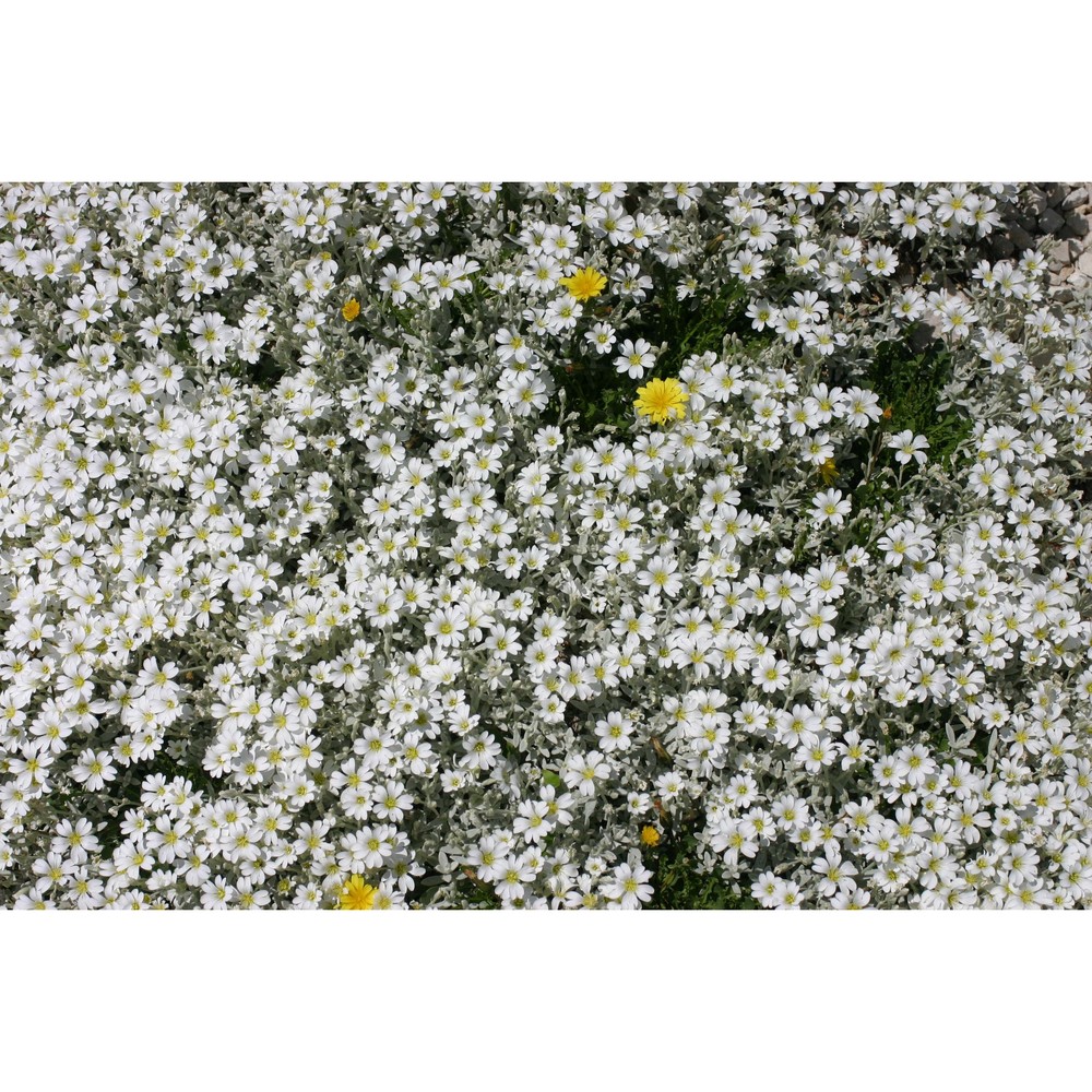 cerastium tomentosum l.