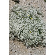 cerastium tomentosum l.