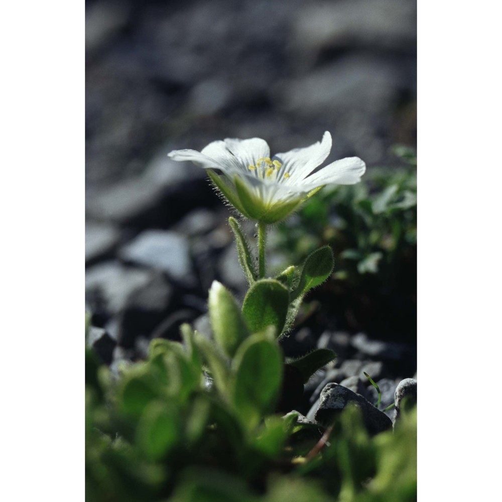 cerastium uniflorum clairv.