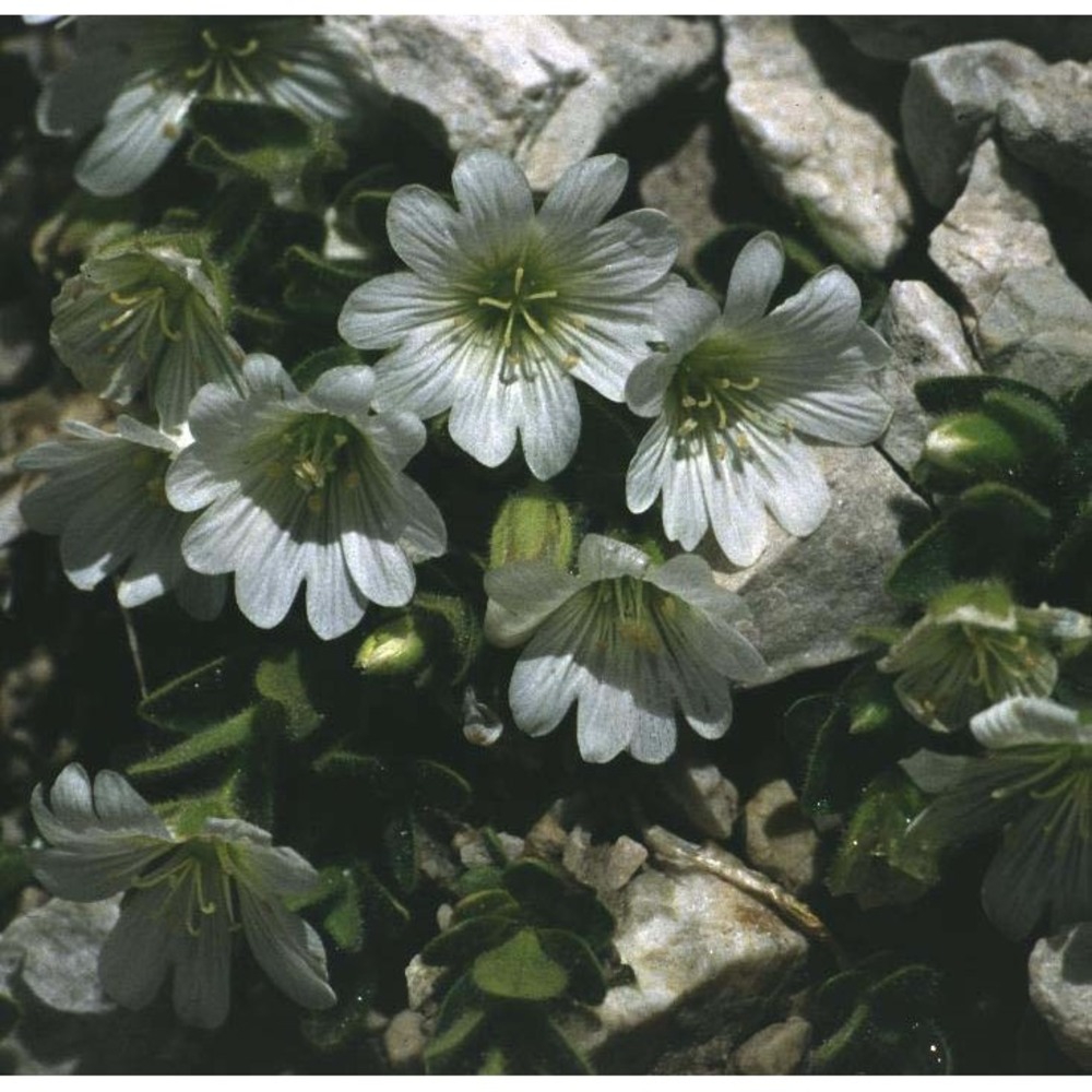 cerastium uniflorum clairv.