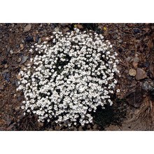 cerastium utriense barberis