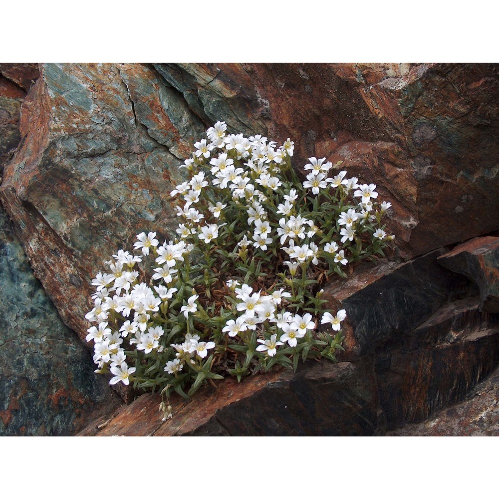 cerastium utriense barberis