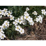 cerastium utriense barberis