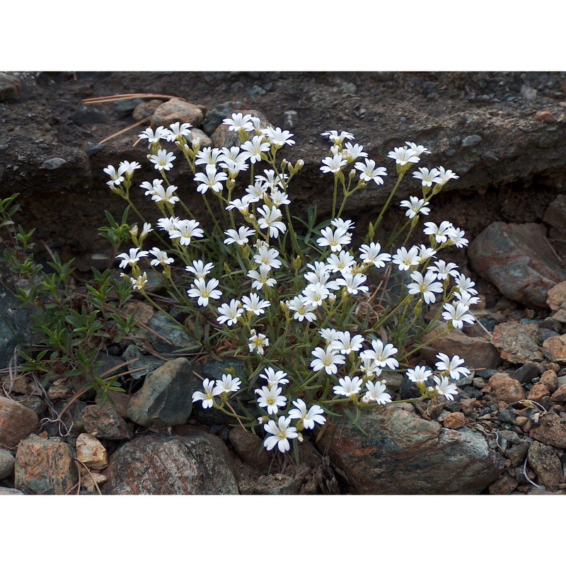 cerastium utriense barberis