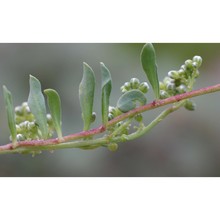 corrigiola telephiifolia pourr.