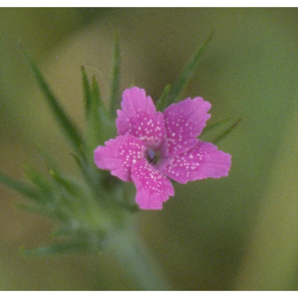 dianthus armeria l.