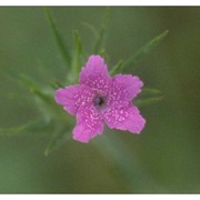 dianthus armeria l.