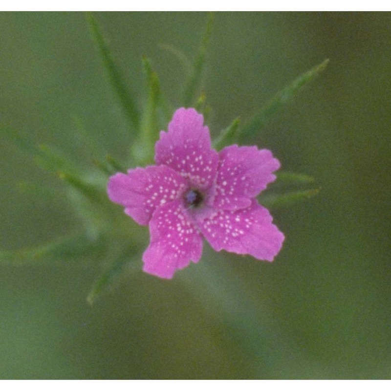 dianthus armeria l.