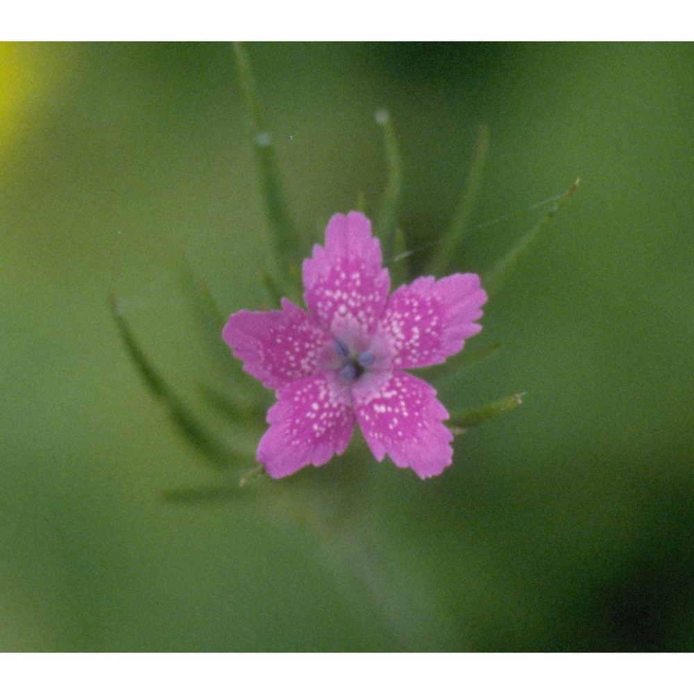 dianthus armeria l.