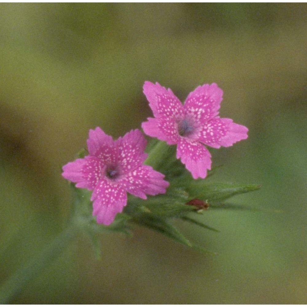 dianthus armeria l.