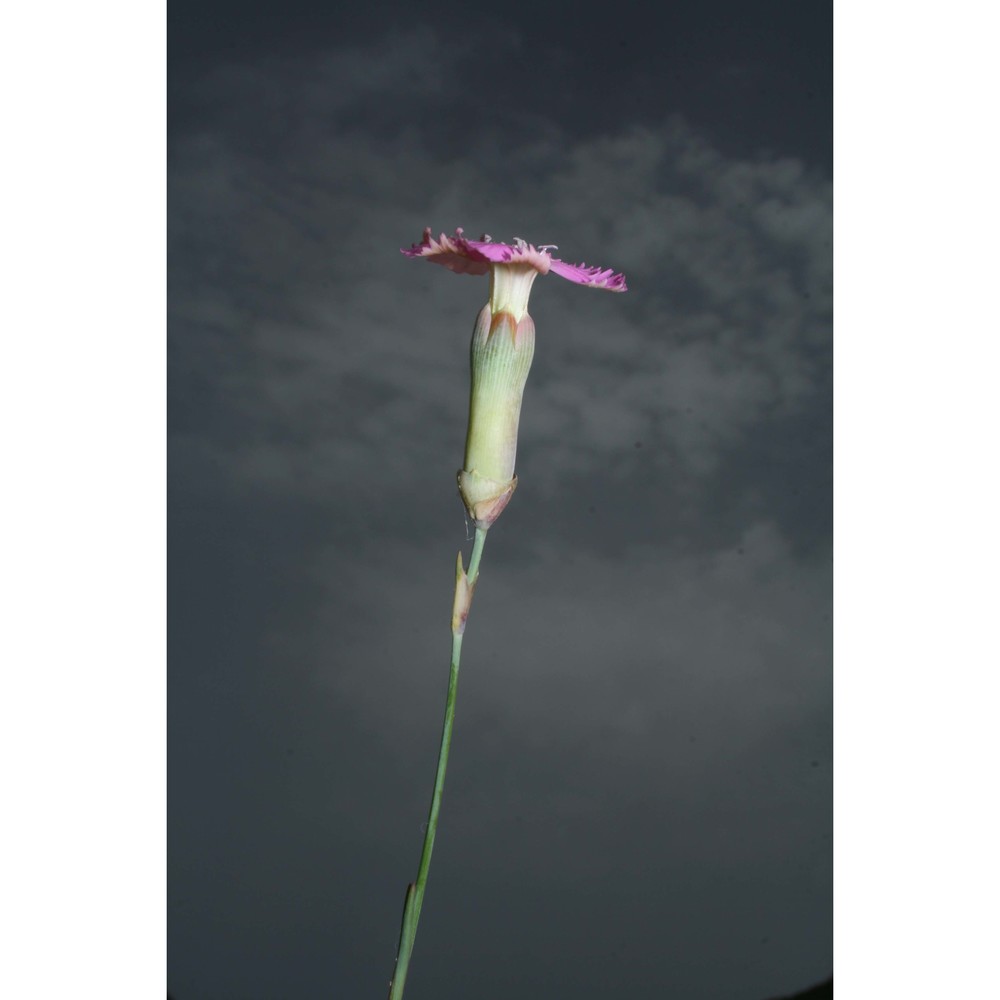 dianthus arrosti c. presl