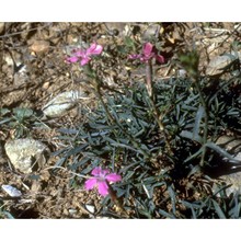 dianthus balbisii ser.