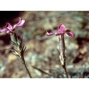 dianthus balbisii ser.