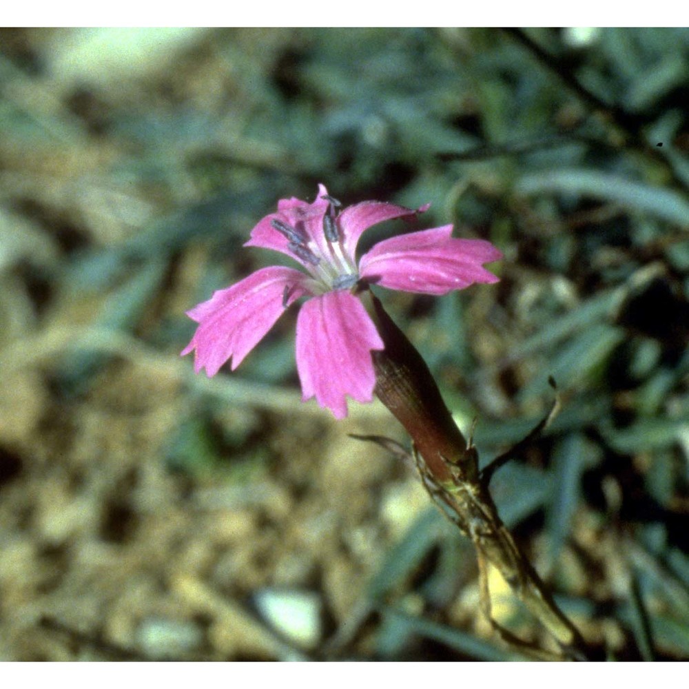 dianthus balbisii ser.