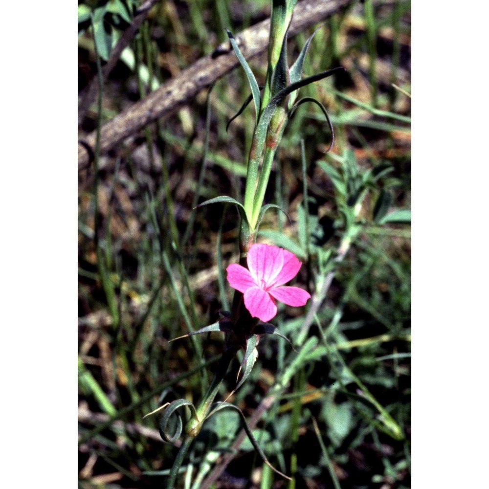 dianthus balbisii ser.