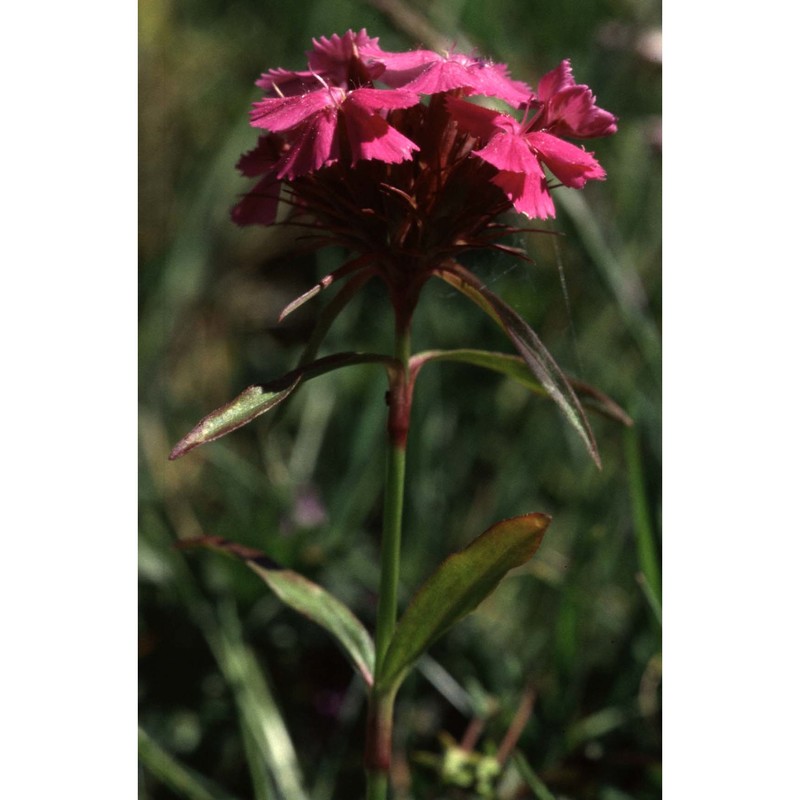 dianthus barbatus l.