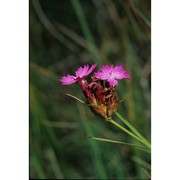 dianthus barbatus l.