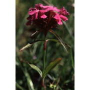 dianthus barbatus l.