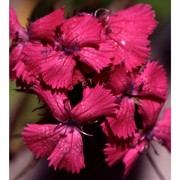 dianthus barbatus l.