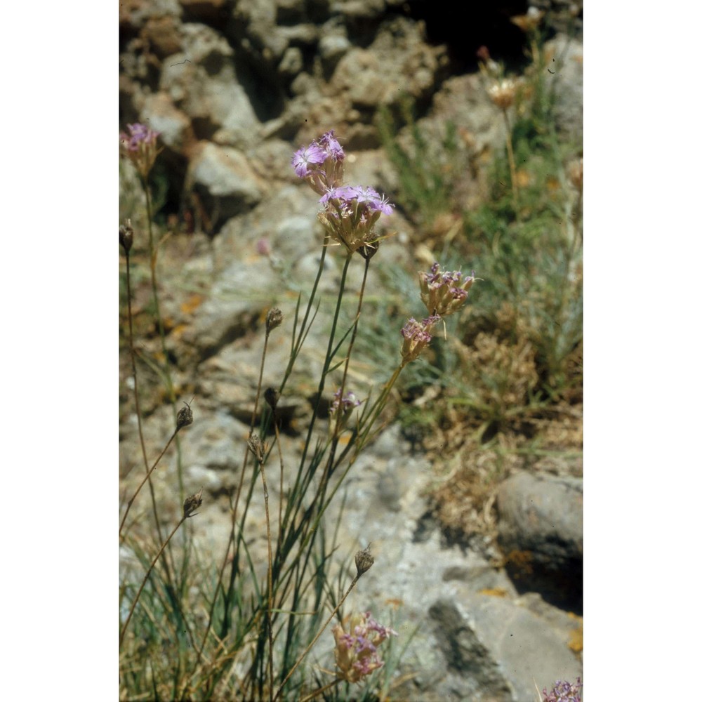 dianthus brutius brullo, scelsi et spamp.