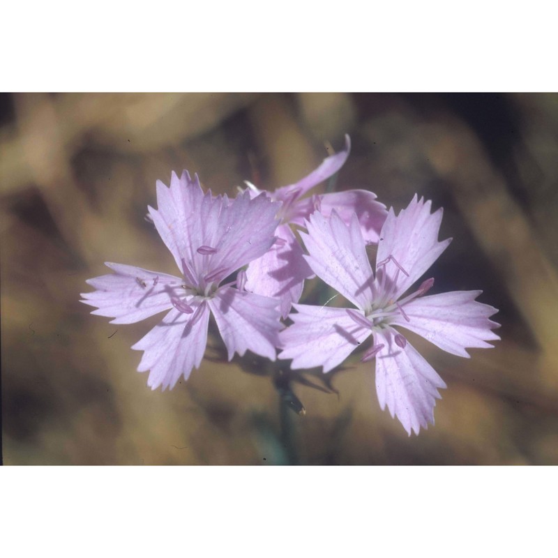 dianthus brutius brullo, scelsi et spamp.