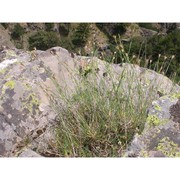 dianthus brutius brullo, scelsi et spamp.