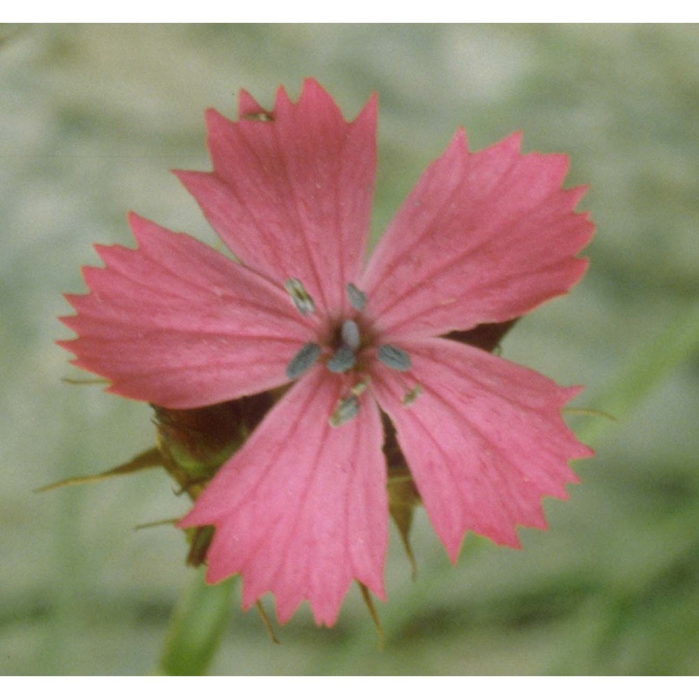 dianthus carthusianorum l.