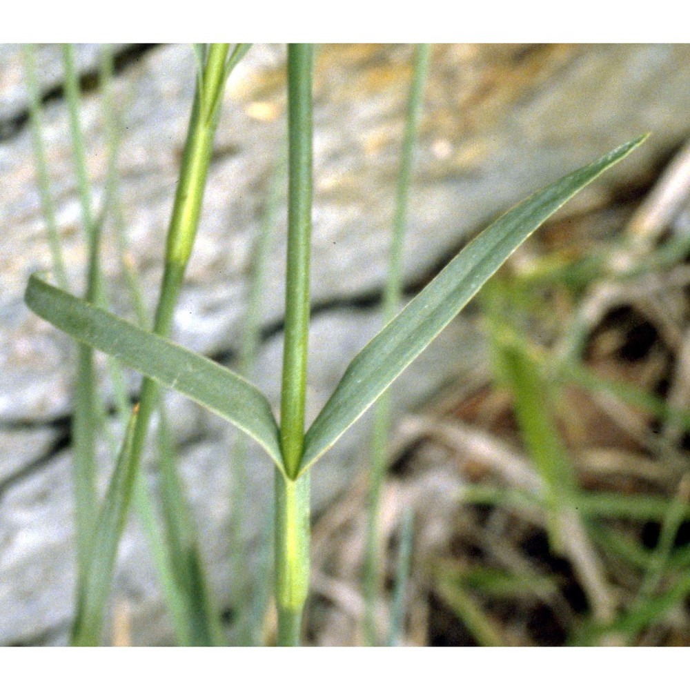 dianthus carthusianorum l.