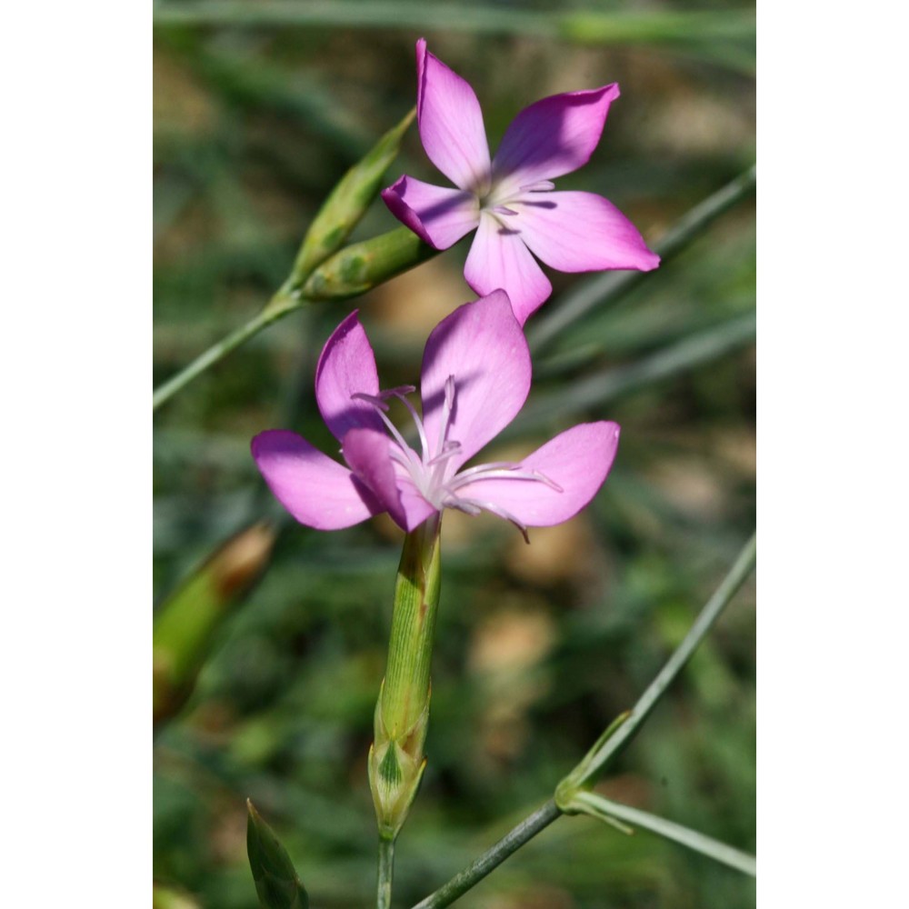 dianthus ciliatus guss.