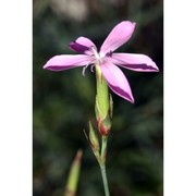 dianthus ciliatus guss.