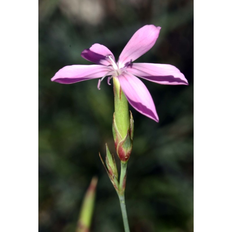 dianthus ciliatus guss.