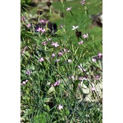 dianthus ciliatus guss.