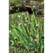 dianthus ciliatus guss.