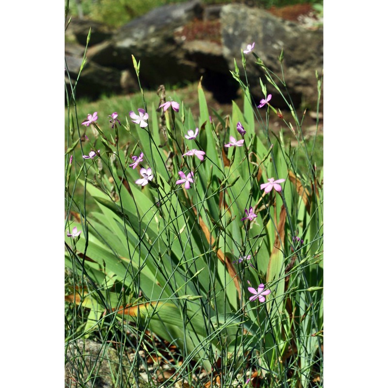 dianthus ciliatus guss.