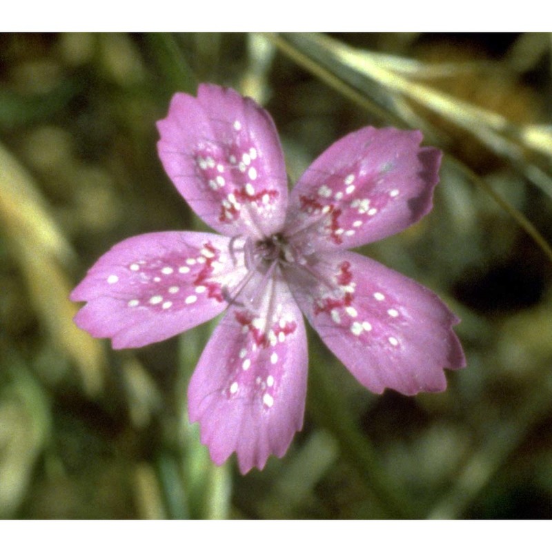 dianthus deltoides l.