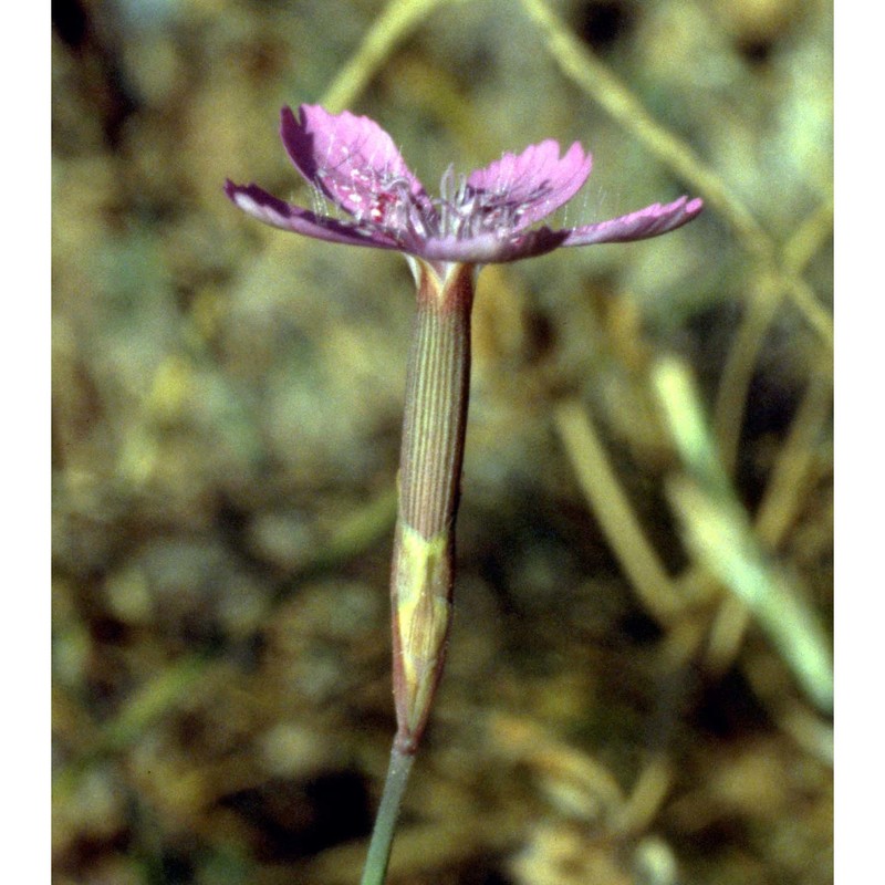 dianthus deltoides l.