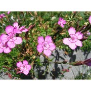 dianthus deltoides l.