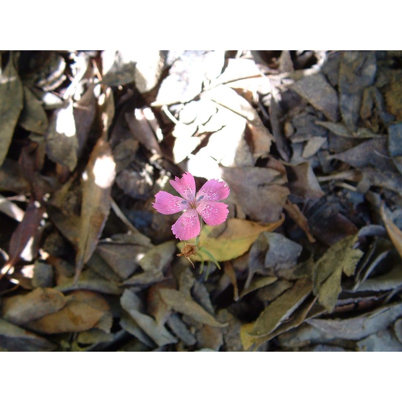 dianthus deltoides l.