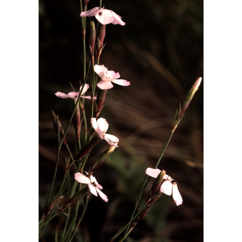 dianthus furcatus balb.