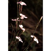 dianthus furcatus balb.