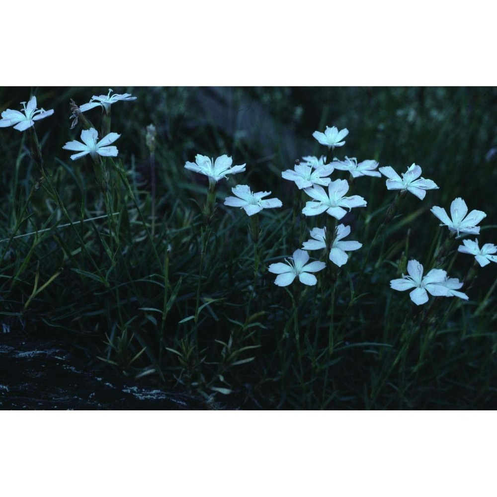 dianthus furcatus balb.