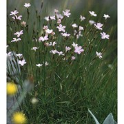 dianthus furcatus balb.