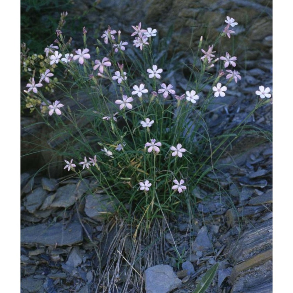 dianthus furcatus balb.