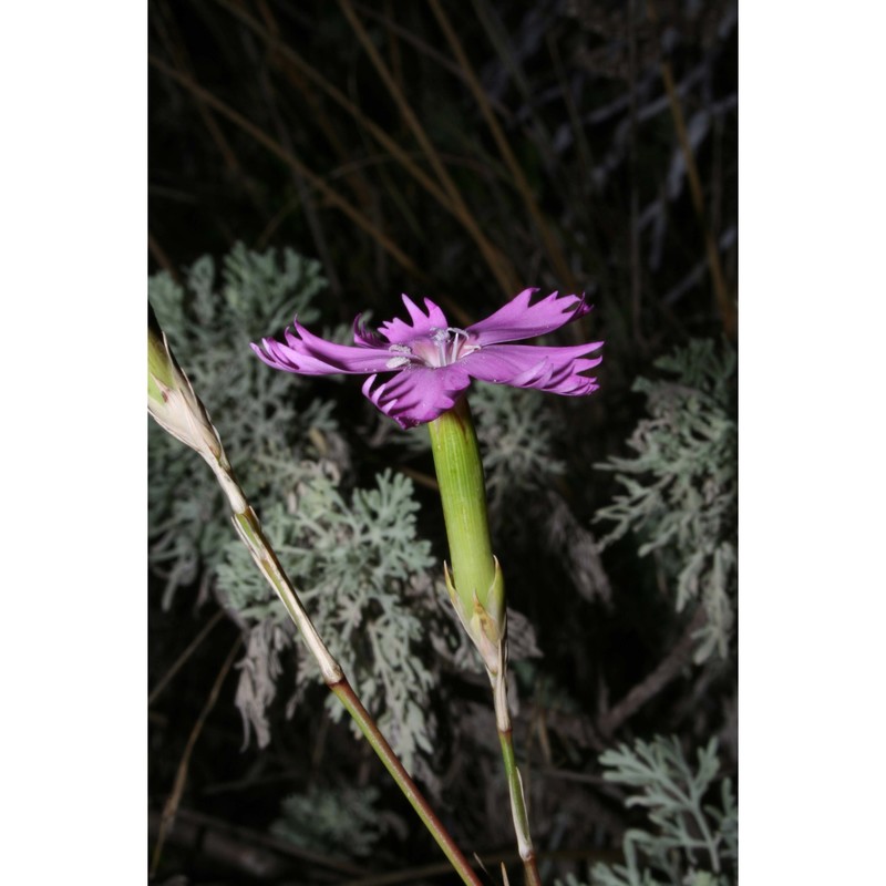 dianthus gasparrinii guss.