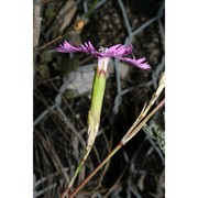 dianthus gasparrinii guss.