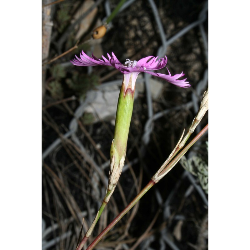 dianthus gasparrinii guss.